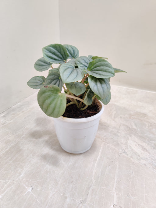 Luminous Peperomia Moonlight with Silvery Leaves