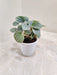 Luminous Peperomia Moonlight with Silvery Leaves