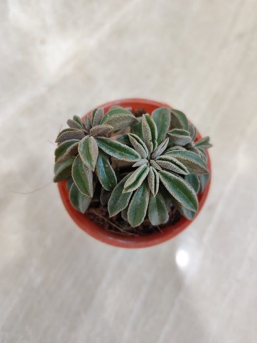 Peperomia-Nivalis-Easy-Care-Indoor-Succulent