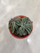 Peperomia-Nivalis-Easy-Care-Indoor-Succulent