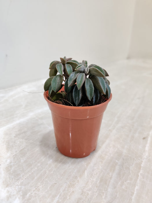 Indoor-Succulent-Peperomia-Nivalis