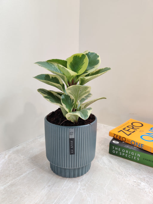 Peperomia Obtusifolia perfect corporate gift plant
