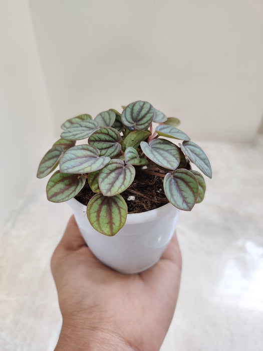 peperomia-piccolo-banda-plant