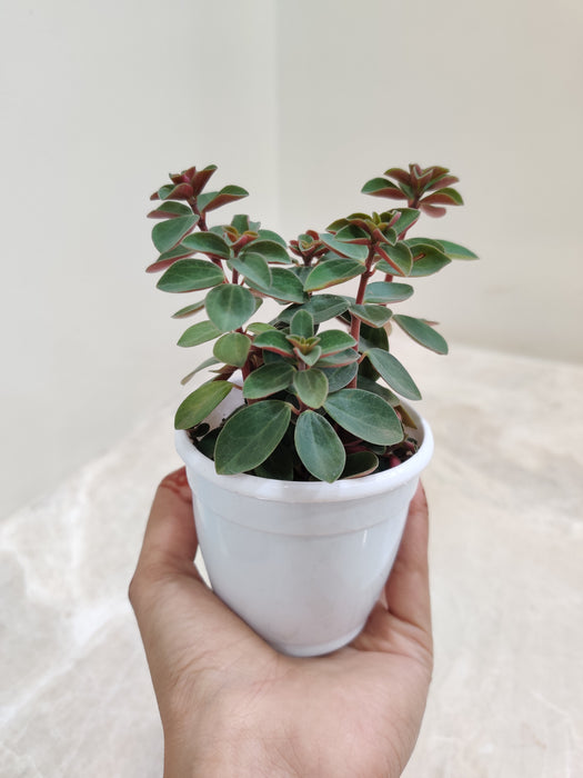 Peperomia-Rubella-Tropical-Indoor-Plant