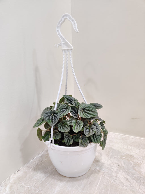 Pepromia Caperata in a 15 cm hanging pot - Elegant and Textured Plant