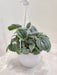 15 cm hanging pot showcasing the captivating beauty of Peparomia Moonligh