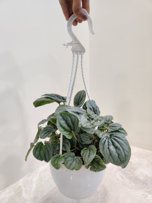Peparomia Moonlight in a 15 cm hanging pot - Mesmerizing Silver Foliage Plan