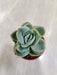 Charming Lovely Rose Graptoveria on Display Indoor Succulent