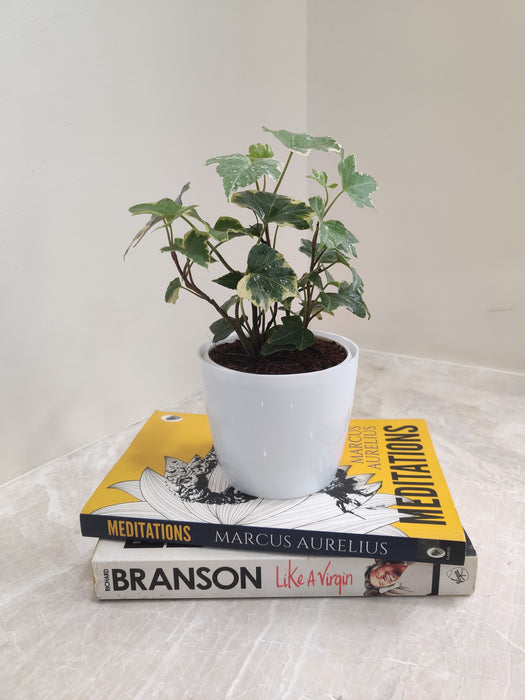Green English Ivy in White Plastic Pot as Corporate Gift