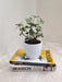 Green English Ivy in White Plastic Pot as Corporate Gift
