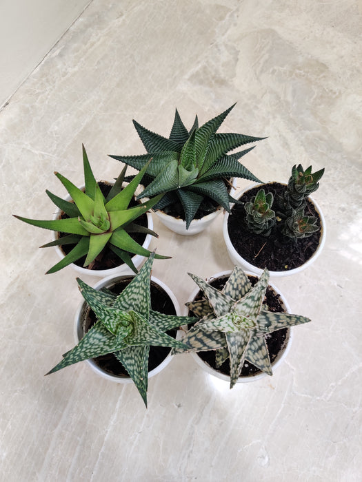 spiky aloe succulent Buy Aloe Succulent Plants Online