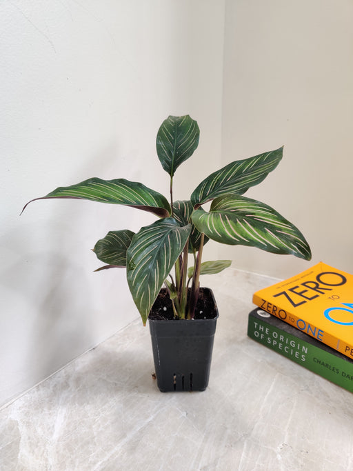Compact Calathea Beauty Star for Indoor home