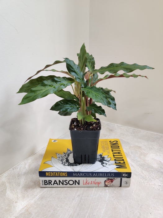 Elegant indoor Velvet Calathea plant with compact growth