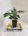 Elegant indoor Velvet Calathea plant with compact growth
