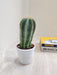Petite Magnificus Cactus for Indoor Decor