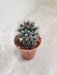 Mammillaria Erythra perfect for office spaces