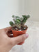 Easy-care Mammillaria Gracilis cactus