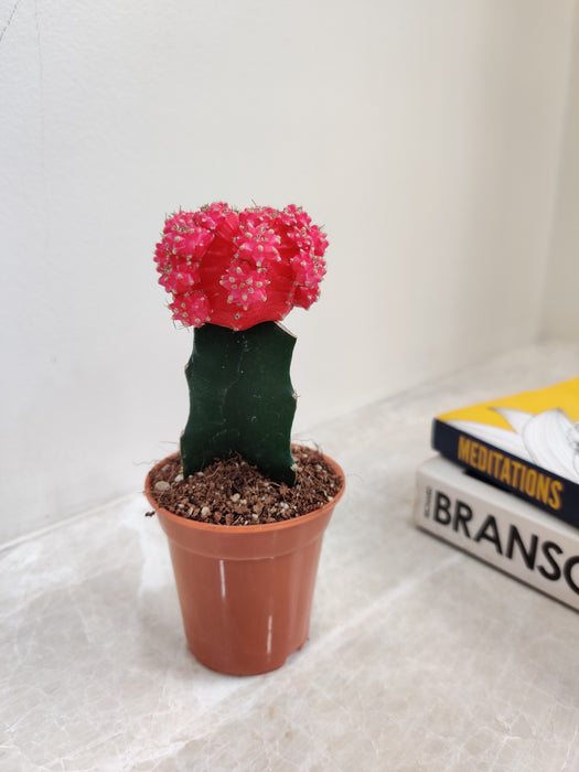 Vibrant Pink Blooming Indoor Moon Cactus