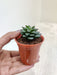 Harmonious Rufescens Succulent for Homes Indoor