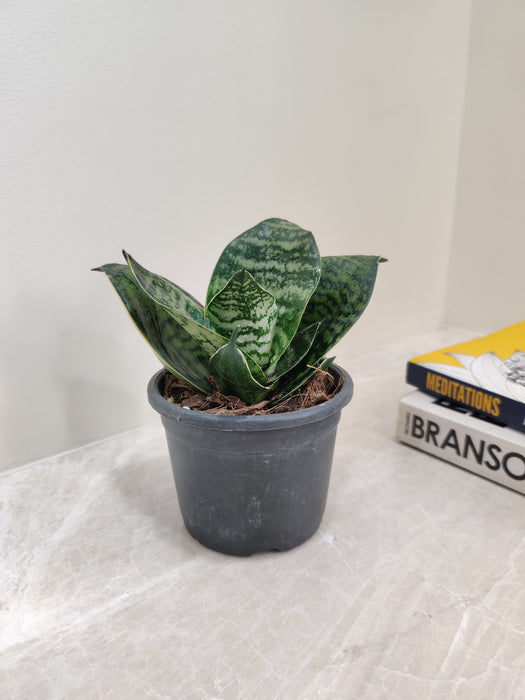 petite snake plant Buy Green Dwarf Snake Plant Online at Lowest Price in India – ChhajedGarden.com