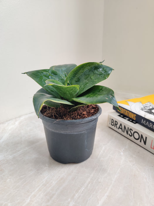 petite sansevieria Buy Green Dwarf Snake Plant for Home and Office Online – ChhajedGarden.com