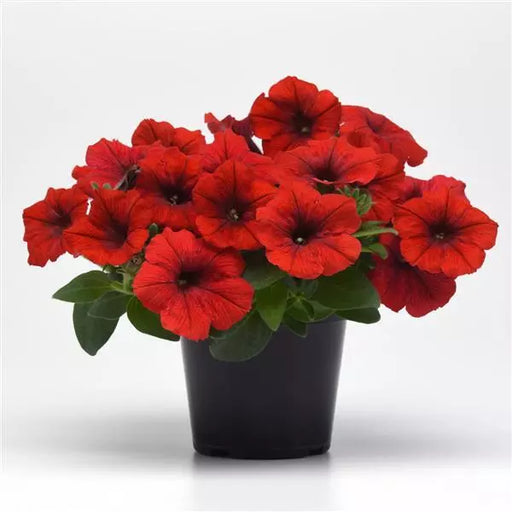 Petunia F1 Spreading E3 Easy Wave Red Flower Seeds
