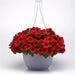 Petunia F1 Spreading E3 Easy Wave Red Flower Seeds