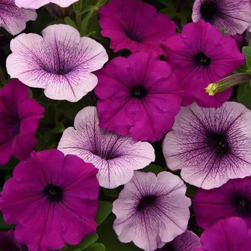 Petunia F1 Spreading Easy Wave Plum Pudding Mix Flower Seeds