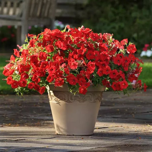 Petunia F1 Spreading Easy Wave Red Flower Seeds