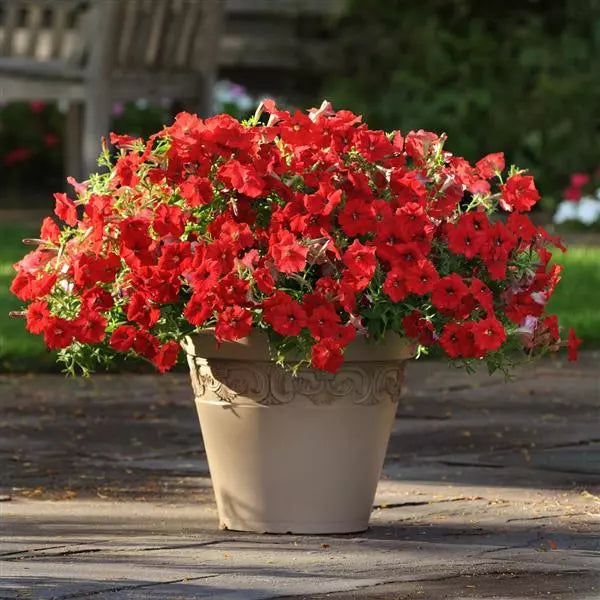 Petunia F1 Spreading Easy Wave Red Flower Seeds
