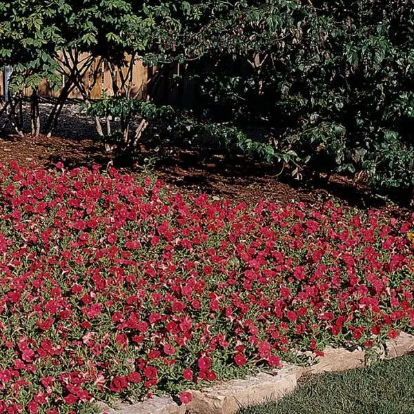 Petunia F1 Spreading Easy Wave Red Flower Seeds