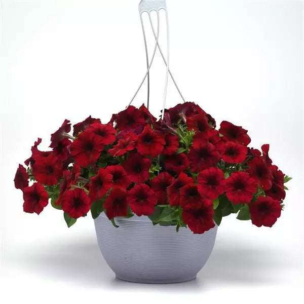 Petunia F1 Spreading Easy Wave Red Velour Flower Seeds