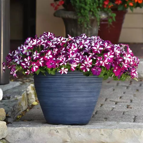 Petunia Easy Wave Burgundy Star Flower Seeds