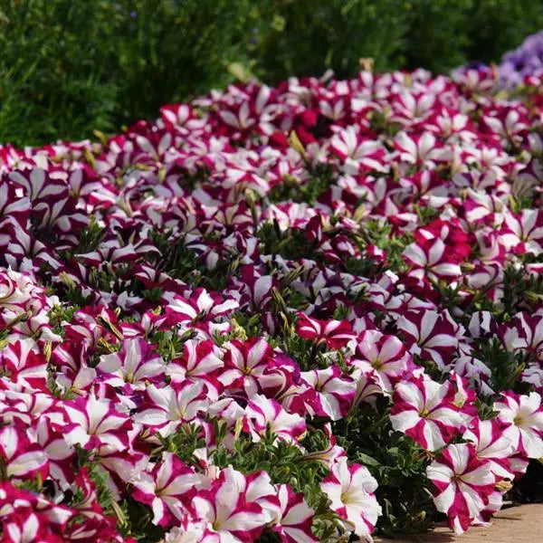 Petunia Easy Wave Burgundy Star Flower Seeds