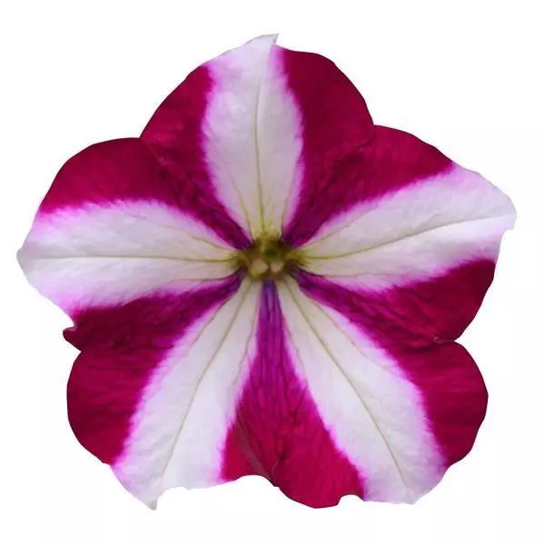 Petunia Easy Wave Burgundy Star Flower Seeds
