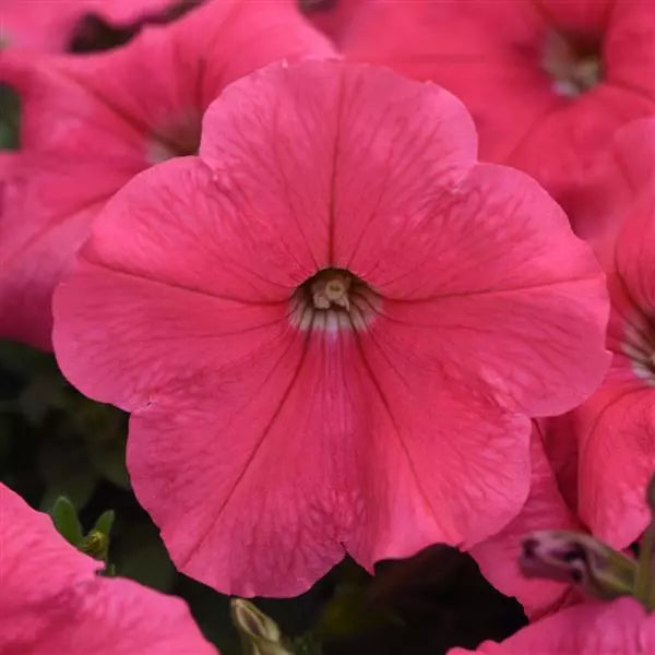 Petunia F1 Spreading E3 Easy Wave Coral Flower Seeds
