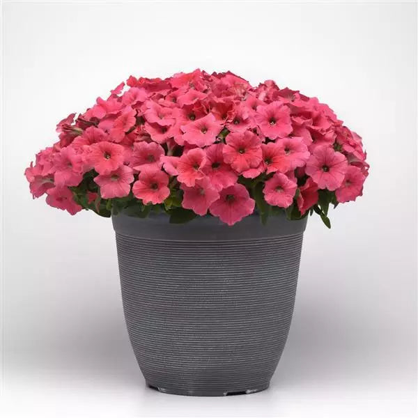 Petunia F1 Spreading E3 Easy Wave Coral Flower Seeds