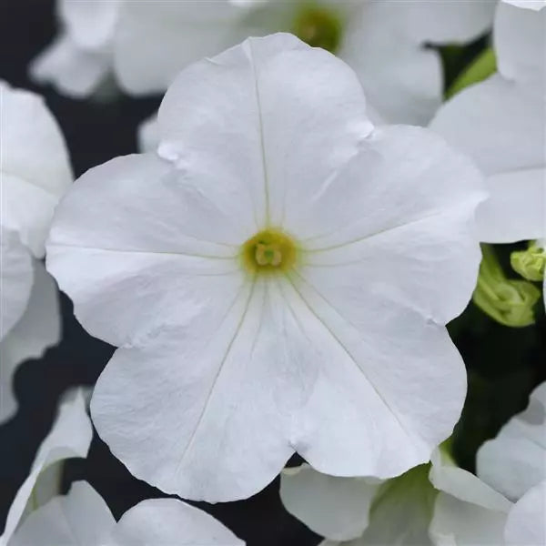 Petunia F1 Spreading E3 Easy Wave White Flower Seeds