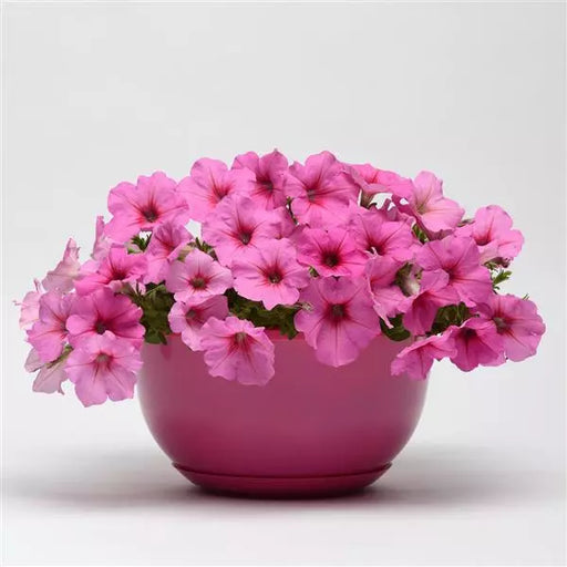Petunia F1 Spreading Easy Wave Pink Passion Flower Seeds