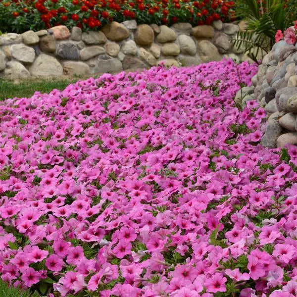 Petunia F1 Spreading Easy Wave Pink Passion Flower Seeds