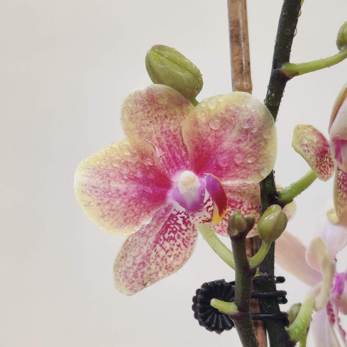 Phalaenopsis Orchid Live Plant