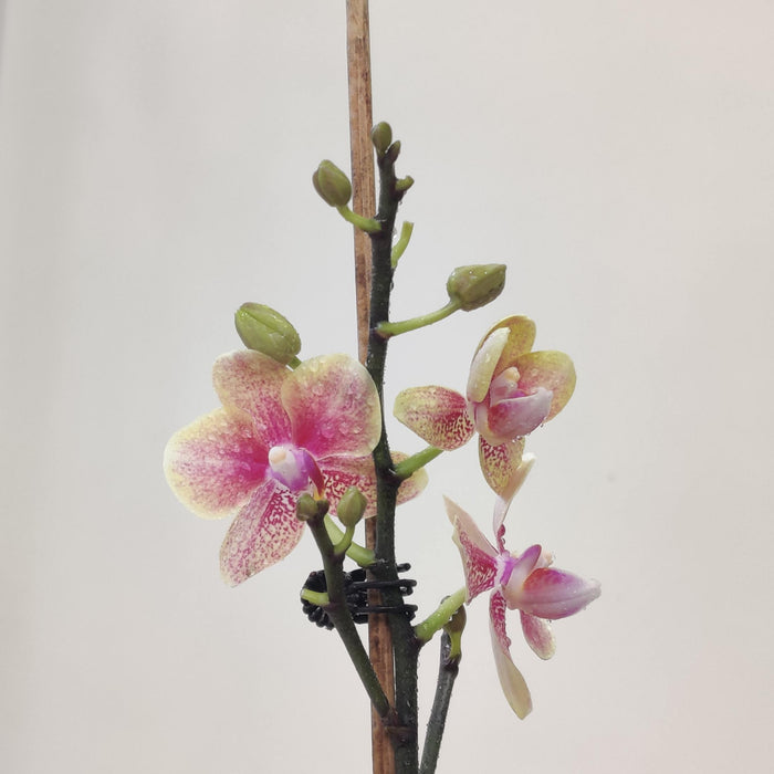 Phalaenopsis Orchid Live Plant