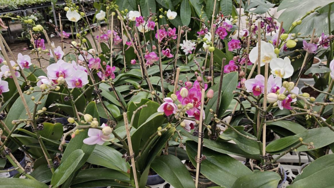 Phalaenopsis Orchid Live Plant