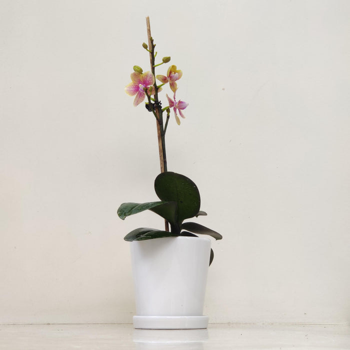 Phalaenopsis Orchid Live Plant