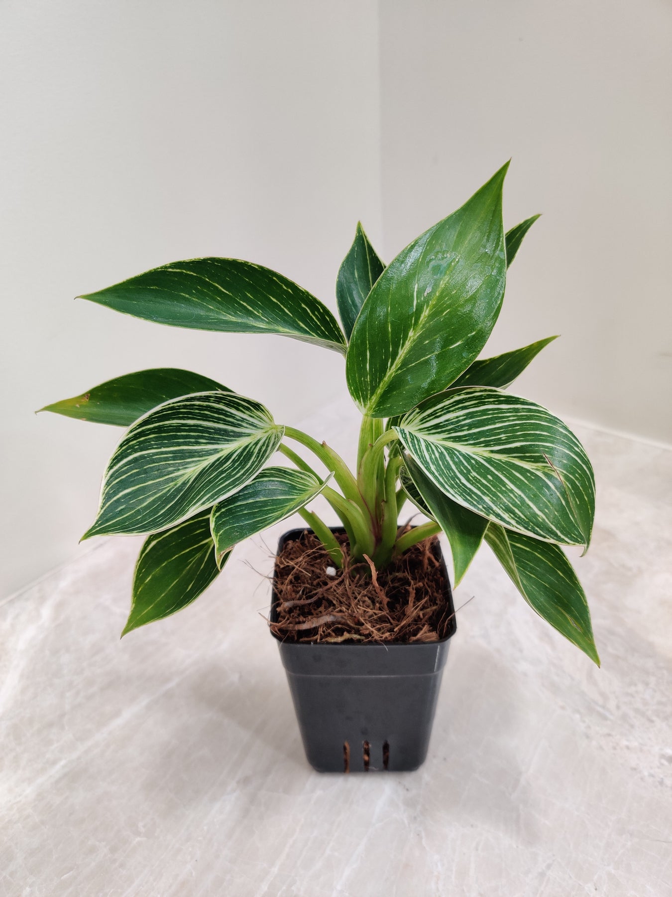 Philodendron
