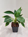 Philodendron Birkin Small with Decorative Leaves for Office Desks
