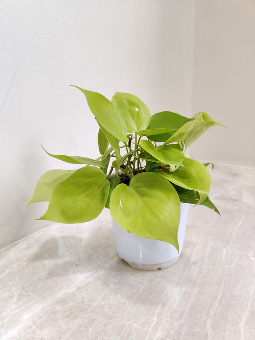 Heartleaf Philodendron Brasil in White Pot