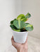 Air-Purifying Philodendron Brasil Houseplant