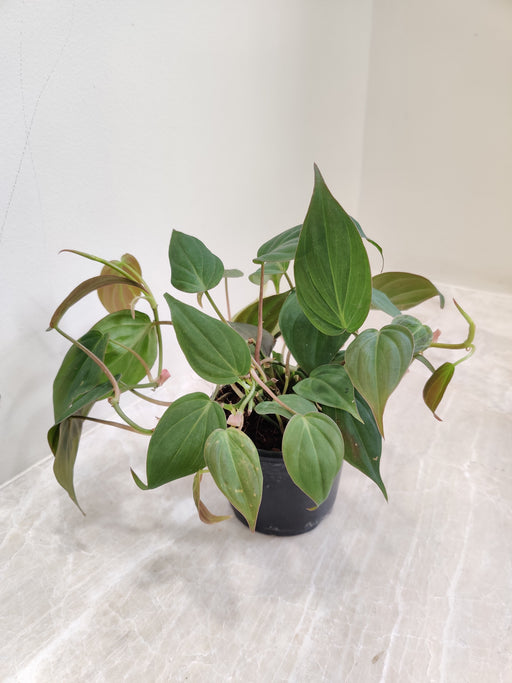 Red Velvet Philodendron Indoor Plant