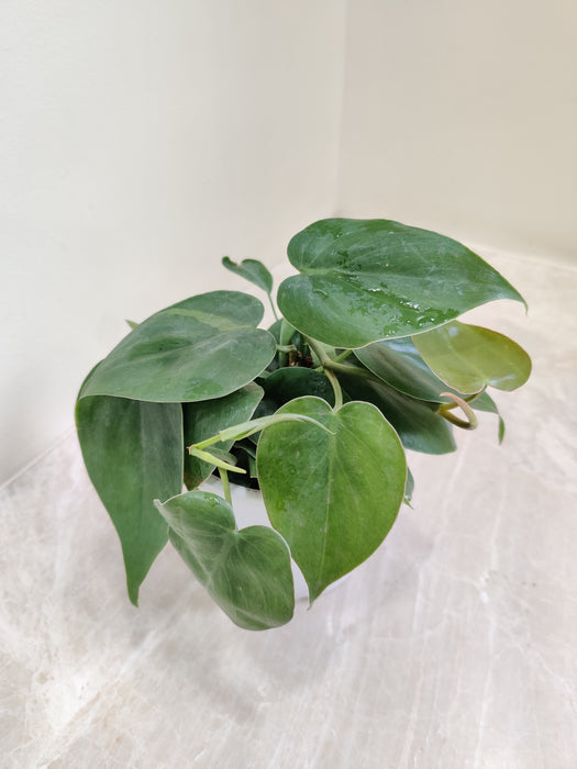 philodendron scandens oxycardium Buy Philodendron Green Online India at Lowest Price – ChhajedGarden.com